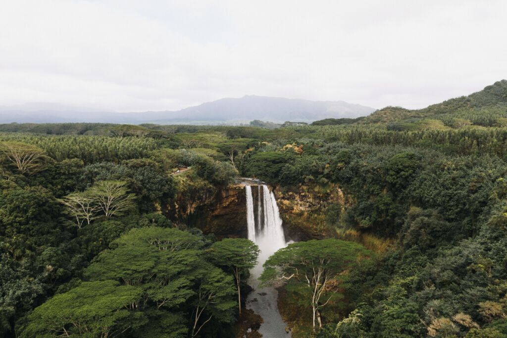 Interventions helped save rainforests in some areas (stock photo)